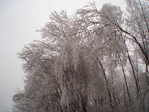 icy snowy trees