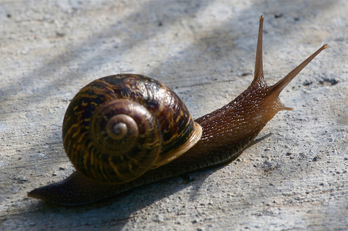 Snail's Pace by Randy son of Robert on flickr Snail's Pace by Randy son of Robert on flickr