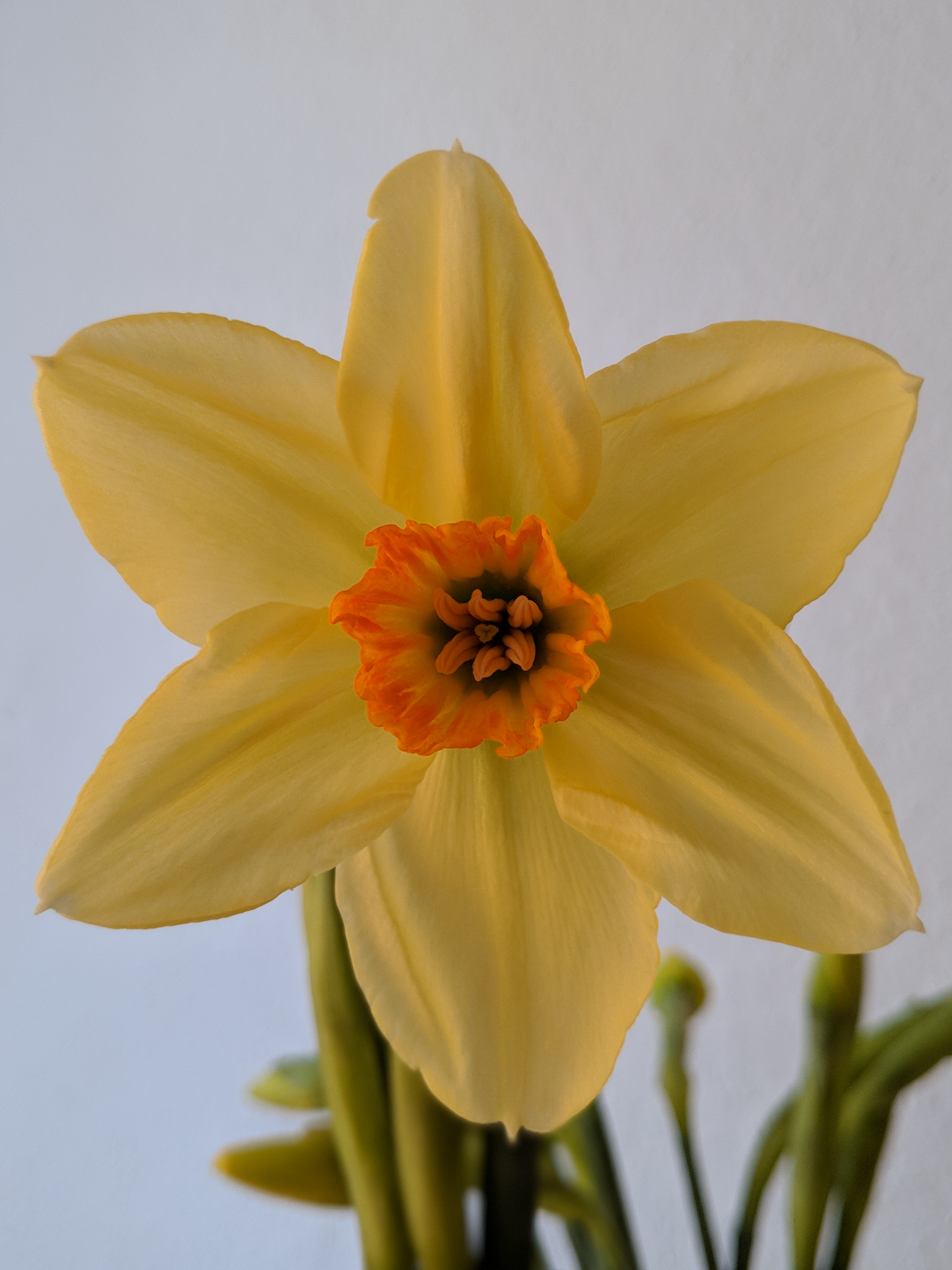 Spring in Bloom at LSE